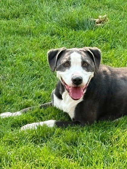 Louie, an adoptable Pit Bull Terrier, Mixed Breed in Caldwell, ID, 83607 | Photo Image 1