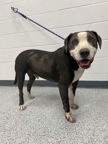 Louie, an adoptable Pit Bull Terrier, Mixed Breed in Caldwell, ID, 83607 | Photo Image 2