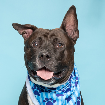 Charlie, an adoptable American Staffordshire Terrier, Mixed Breed in Caldwell, ID, 83607 | Photo Image 1