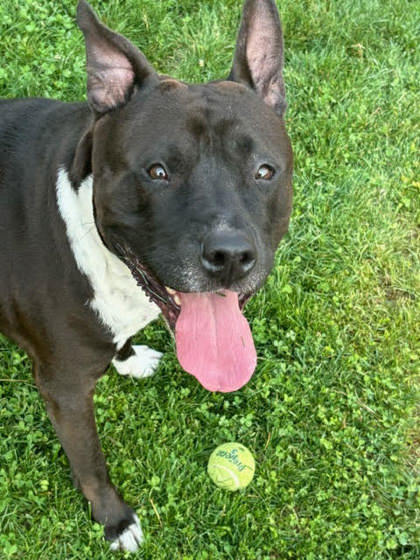 Charlie, an adoptable American Staffordshire Terrier, Mixed Breed in Caldwell, ID, 83607 | Photo Image 2