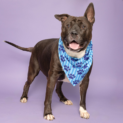 Charlie, an adoptable American Staffordshire Terrier, Mixed Breed in Caldwell, ID, 83607 | Photo Image 3