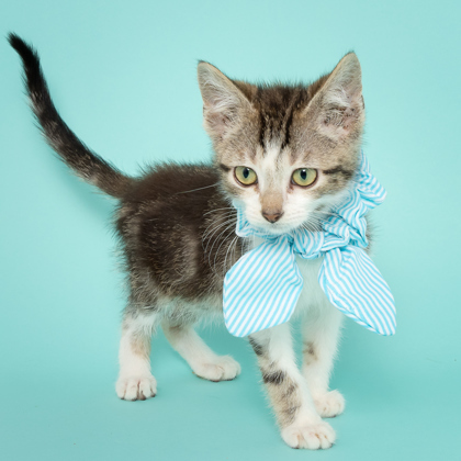 Apollo, an adoptable Domestic Short Hair in Caldwell, ID, 83607 | Photo Image 1