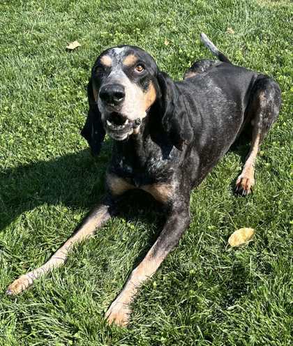 Dino, an adoptable Bluetick Coonhound, Mixed Breed in Caldwell, ID, 83607 | Photo Image 1