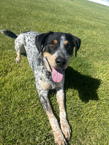 Buddy, an adoptable Cattle Dog, Mixed Breed in Caldwell, ID, 83607 | Photo Image 1