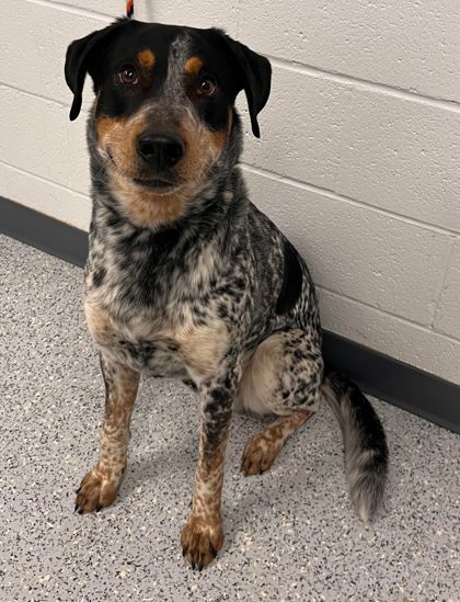 Buddy, an adoptable Cattle Dog, Mixed Breed in Caldwell, ID, 83607 | Photo Image 2