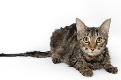 Blondie, an adoptable Domestic Short Hair in Caldwell, ID, 83607 | Photo Image 1