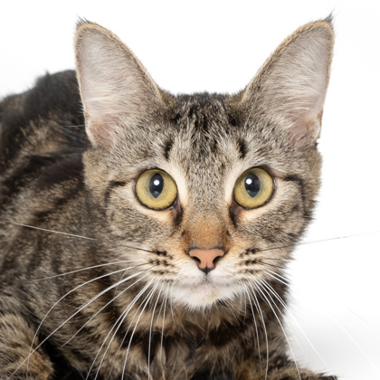 Blondie, an adoptable Domestic Short Hair in Caldwell, ID, 83607 | Photo Image 2