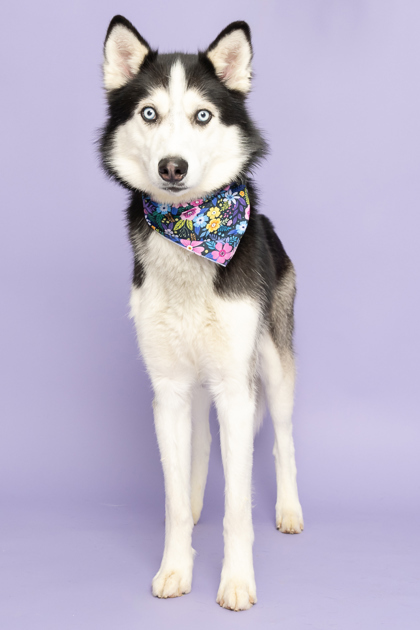 Bruno, an adoptable Siberian Husky in Caldwell, ID, 83607 | Photo Image 2