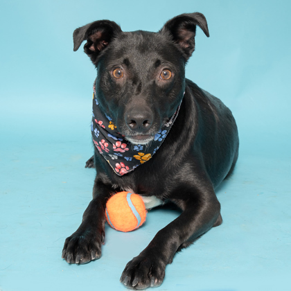 Darrow, an adoptable Australian Kelpie, Mixed Breed in Caldwell, ID, 83607 | Photo Image 1