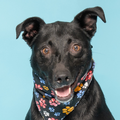 Darrow, an adoptable Australian Kelpie, Mixed Breed in Caldwell, ID, 83607 | Photo Image 2