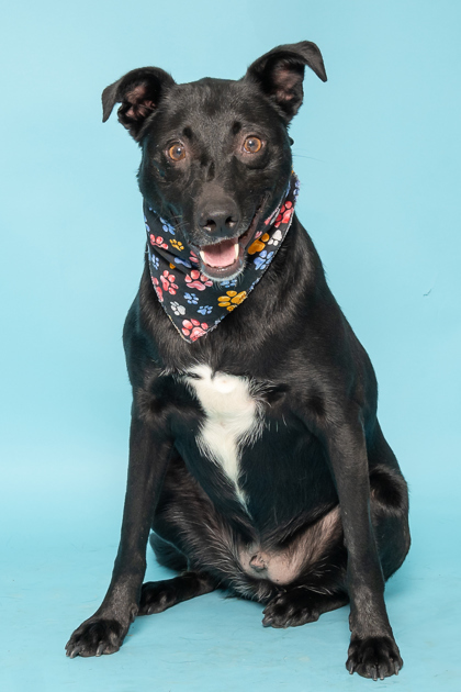 Darrow, an adoptable Australian Kelpie, Mixed Breed in Caldwell, ID, 83607 | Photo Image 3