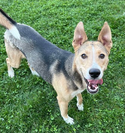 Stuffing, an adoptable Siberian Husky, German Shepherd Dog in Caldwell, ID, 83607 | Photo Image 1