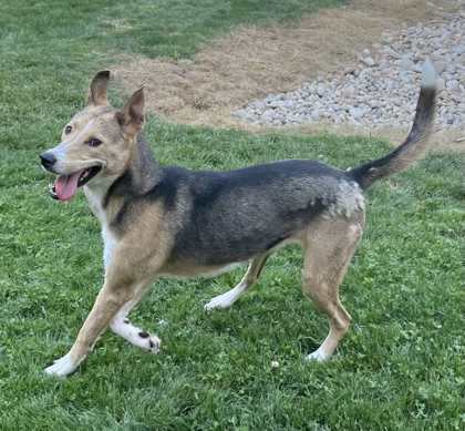 Stuffing, an adoptable Siberian Husky, German Shepherd Dog in Caldwell, ID, 83607 | Photo Image 2