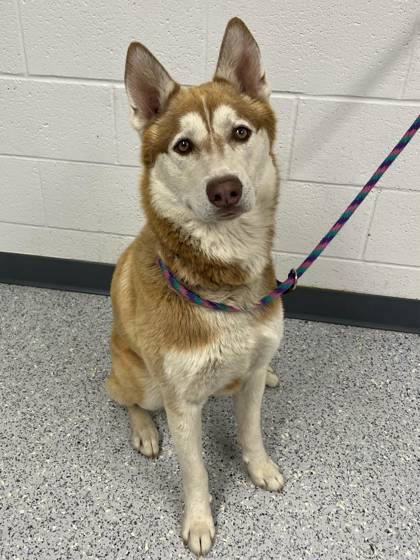 Rexy, an adoptable Siberian Husky, Mixed Breed in Caldwell, ID, 83607 | Photo Image 1