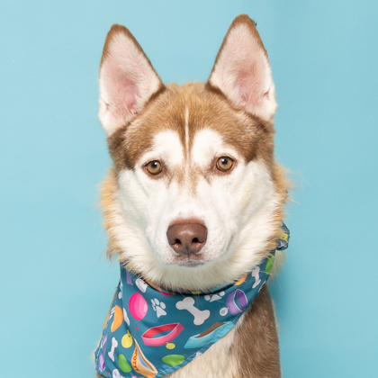 Rexy, an adoptable Siberian Husky, Mixed Breed in Caldwell, ID, 83607 | Photo Image 2