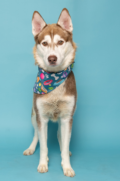 Rexy, an adoptable Siberian Husky, Mixed Breed in Caldwell, ID, 83607 | Photo Image 3