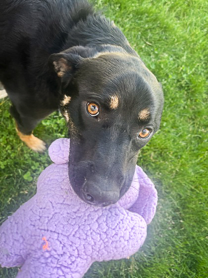 Trailmix, an adoptable Labrador Retriever, Mixed Breed in Caldwell, ID, 83607 | Photo Image 1