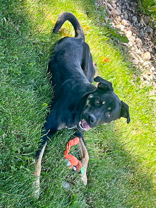 Trailmix, an adoptable Labrador Retriever, Mixed Breed in Caldwell, ID, 83607 | Photo Image 2