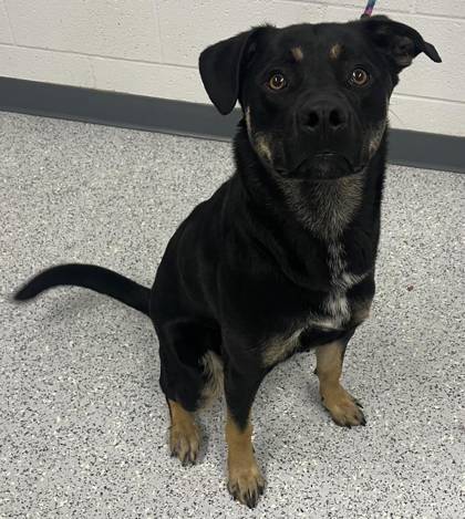 Trailmix, an adoptable Labrador Retriever, Mixed Breed in Caldwell, ID, 83607 | Photo Image 3