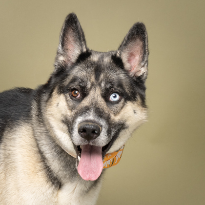 Willa, an adoptable German Shepherd Dog, Siberian Husky in Caldwell, ID, 83607 | Photo Image 1