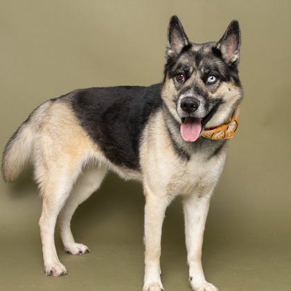 Willa, an adoptable German Shepherd Dog, Siberian Husky in Caldwell, ID, 83607 | Photo Image 2