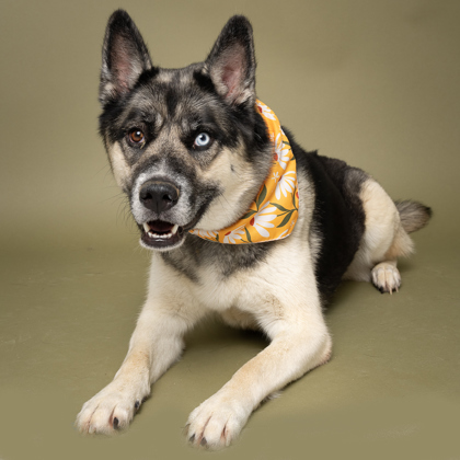 Willa, an adoptable German Shepherd Dog, Siberian Husky in Caldwell, ID, 83607 | Photo Image 3