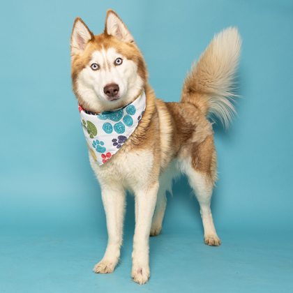 Wendy, an adoptable Siberian Husky, Mixed Breed in Caldwell, ID, 83607 | Photo Image 1