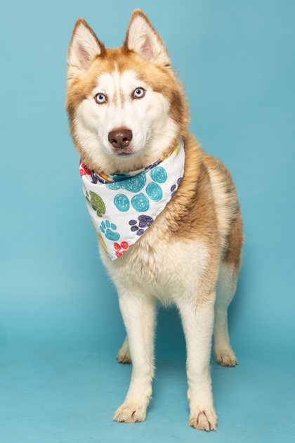 Wendy, an adoptable Siberian Husky, Mixed Breed in Caldwell, ID, 83607 | Photo Image 2