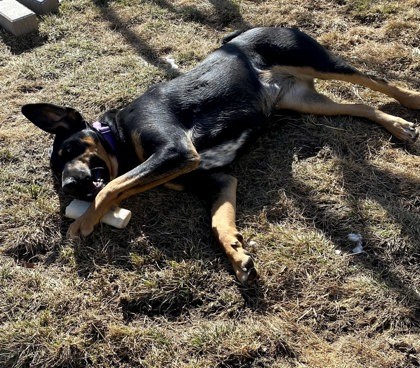 Indy, an adoptable Doberman Pinscher, Mixed Breed in Caldwell, ID, 83607 | Photo Image 2