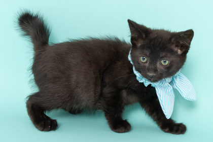 Weebit, an adoptable Domestic Short Hair in Caldwell, ID, 83607 | Photo Image 1