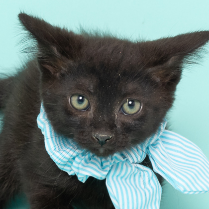 Weebit, an adoptable Domestic Short Hair in Caldwell, ID, 83607 | Photo Image 2