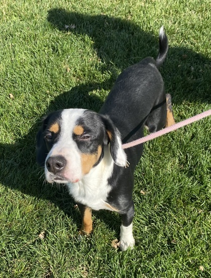 Dean, an adoptable Beagle, Mixed Breed in Caldwell, ID, 83607 | Photo Image 1