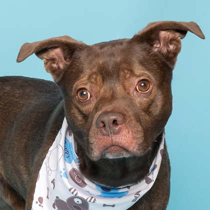 Ren, an adoptable American Staffordshire Terrier, Mixed Breed in Caldwell, ID, 83607 | Photo Image 1