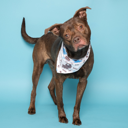 Ren, an adoptable American Staffordshire Terrier, Mixed Breed in Caldwell, ID, 83607 | Photo Image 2