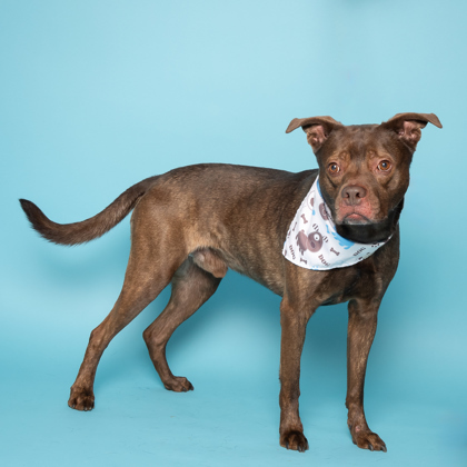 Ren, an adoptable American Staffordshire Terrier, Mixed Breed in Caldwell, ID, 83607 | Photo Image 3