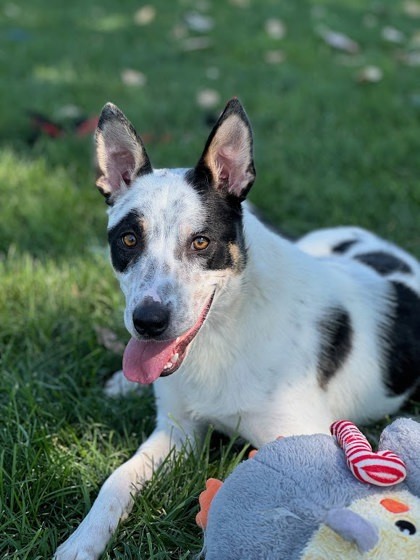 Hunter, an adoptable Cattle Dog, Mixed Breed in Caldwell, ID, 83607 | Photo Image 1