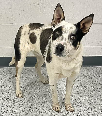 Hunter, an adoptable Cattle Dog, Mixed Breed in Caldwell, ID, 83607 | Photo Image 2