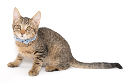 Breadcrumb, an adoptable Domestic Short Hair in Caldwell, ID, 83607 | Photo Image 1