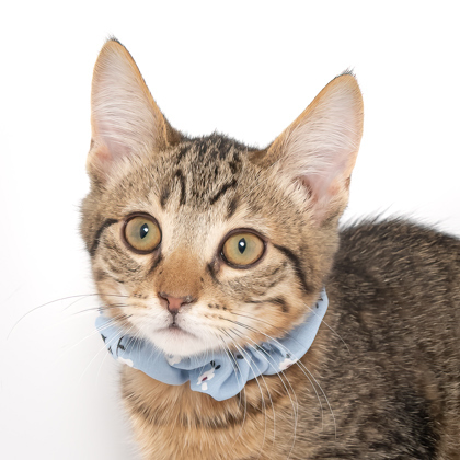 Breadcrumb, an adoptable Domestic Short Hair in Caldwell, ID, 83607 | Photo Image 2