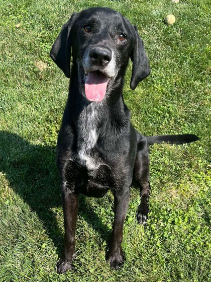 Bamm Bamm, an adoptable Labrador Retriever, Mixed Breed in Caldwell, ID, 83607 | Photo Image 1