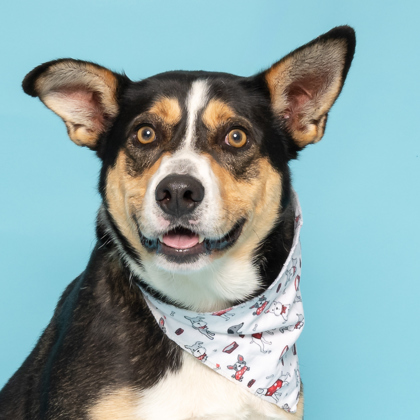 Benji, an adoptable Mixed Breed in Caldwell, ID, 83607 | Photo Image 1