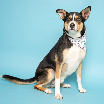 Benji, an adoptable Mixed Breed in Caldwell, ID, 83607 | Photo Image 2