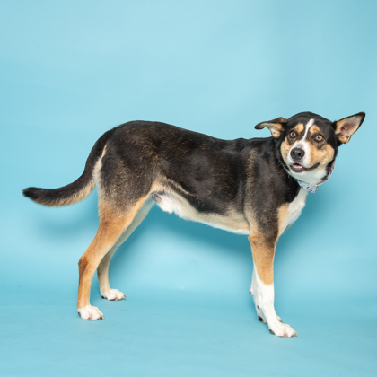 Benji, an adoptable Mixed Breed in Caldwell, ID, 83607 | Photo Image 3