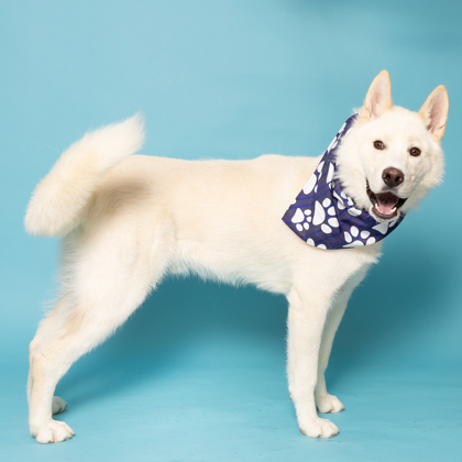 Squints, an adoptable Siberian Husky, Mixed Breed in Caldwell, ID, 83607 | Photo Image 1