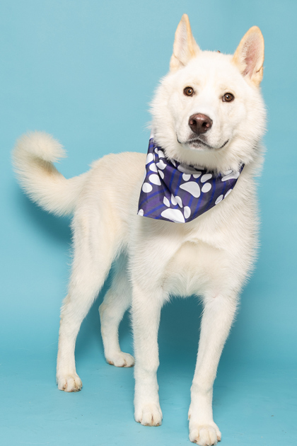 Squints, an adoptable Siberian Husky, Mixed Breed in Caldwell, ID, 83607 | Photo Image 2