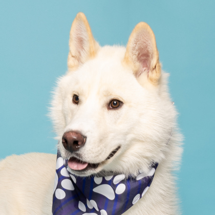 Squints, an adoptable Siberian Husky, Mixed Breed in Caldwell, ID, 83607 | Photo Image 3