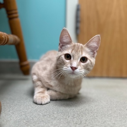 Barry, an adoptable Domestic Short Hair in Willmar, MN, 56201 | Photo Image 1