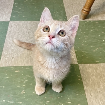 Barry, an adoptable Domestic Short Hair in Willmar, MN, 56201 | Photo Image 2