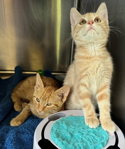 Barry, an adoptable Domestic Short Hair in Willmar, MN, 56201 | Photo Image 3