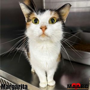 Margarita is a sweet affectionate calico cat who deserves a family that gives her all the love she 